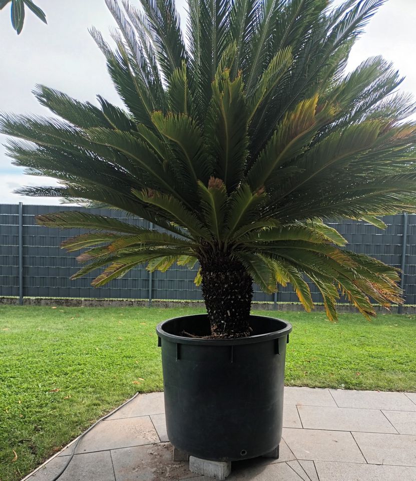 Cycas Revoluta-Palmfarn-Japanische Sagopalme/Gesamthöhe 250CM in Viersen