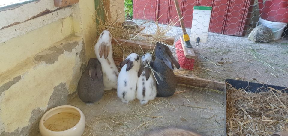 Junge Kaninchen Hasen Dorfmix in Gnoien