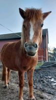 Offenstall für zwei Ponys/ Pferde frei Nordrhein-Westfalen - Paderborn Vorschau