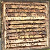 Bienenvölker Carnica auf 2 Zargen Rheinland-Pfalz - Mückeln Vorschau