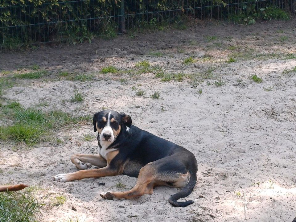 POBBLE Sennenhund Mischling Tierschutz Hund Rüde in Saterland