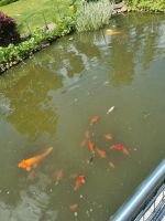 Störe, Koi Karpfen, Goldfische zu verkaufen Brandenburg - Bad Saarow Vorschau