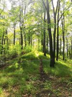 Waldgrundstück zu pachten gesucht Nordrhein-Westfalen - Hiddenhausen Vorschau