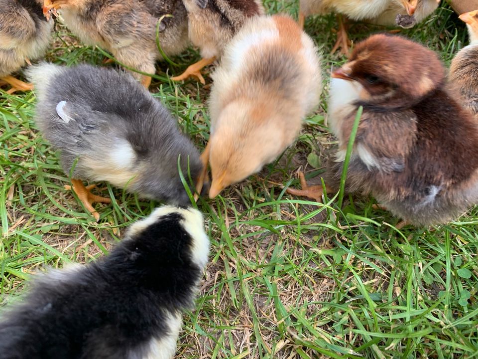 Küken Schwedische Blumenhühner / Blumenhuhn in Altlandsberg