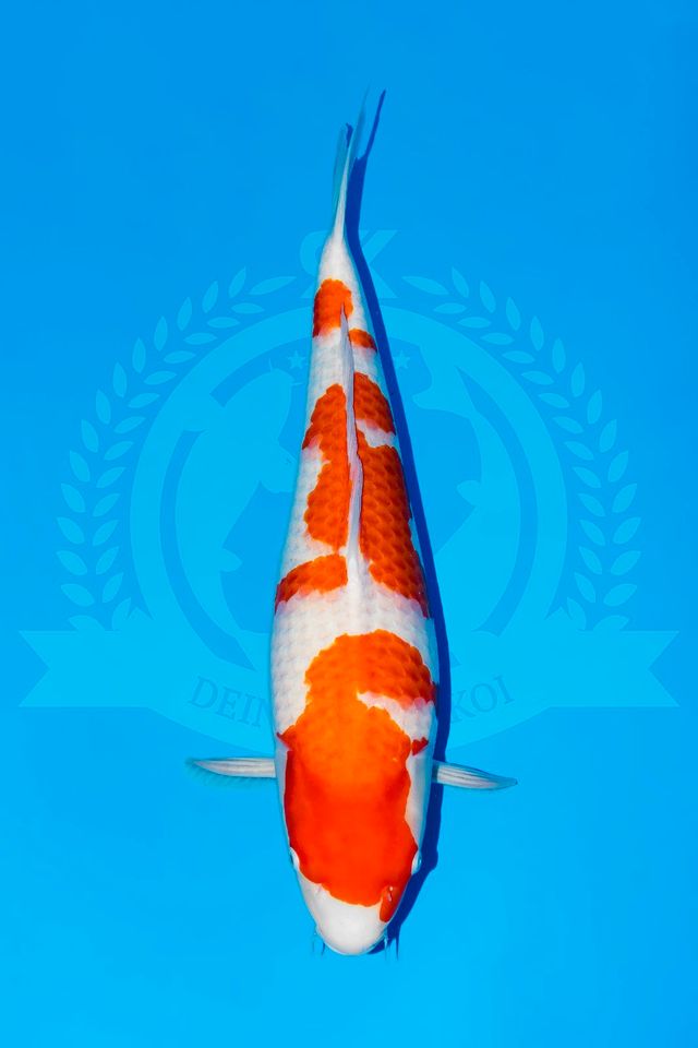 Original Japan Koi Kohaku von 20 - 80 cm in Parkstein