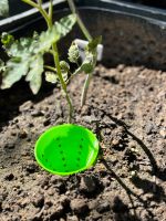 Gießhilfe Trichter zur optimalen Bewässerung Garten Balkon Hessen - Neuental Vorschau