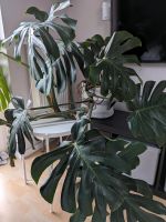 Große Monstera XL groß Zimmerpflanze Fensterblatt Niedersachsen - Moringen Vorschau