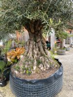 Olivenbäume XXL Nordrhein-Westfalen - Gangelt Vorschau
