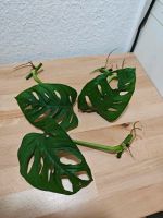 3x XL Ableger Monstera adansonii "Monkey Leaf" Hessen - Bad Homburg Vorschau