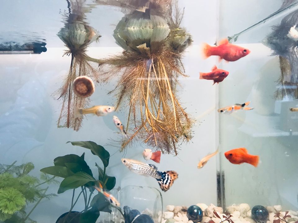 Guppies , Zierfische in Besigheim