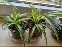 Grünlilie 2x Sorten Chlorophytum comosum Niedersachsen - Auetal Vorschau