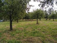 Streuobstwiese als Weidefläche oder für Grünfutter Thüringen - Magdala Vorschau