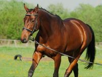 Suche Pferde/ Weiden pflege Hilfe !! Nordrhein-Westfalen - Schwalmtal Vorschau