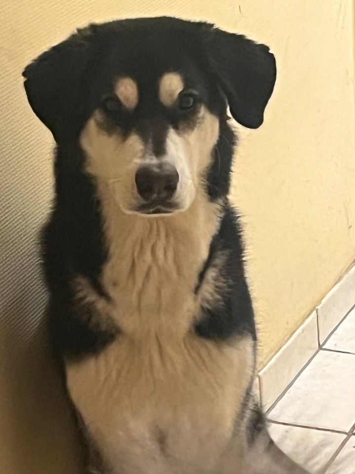 Husky Labrador Mix rüde & Weibchen Geschwister in Perl