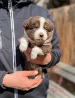 Miniature Australian Shepherd Welpen Mini Aussie Hessen - Ranstadt Vorschau