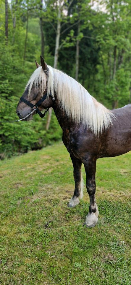 Noriker Hengst in Schöllnach