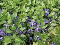 Vinca major Immergrün BODENDECKER winterhart blaue BLÜTE PFLANZE Brandenburg - Nuthe-Urstromtal Vorschau