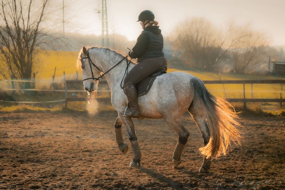 Mobiler Beritt & Reitunterricht in Becherbach