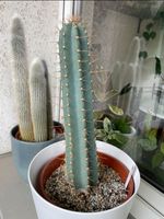 Cereus hankeanus Kaktus Leipzig - Sellerhausen-Stünz Vorschau