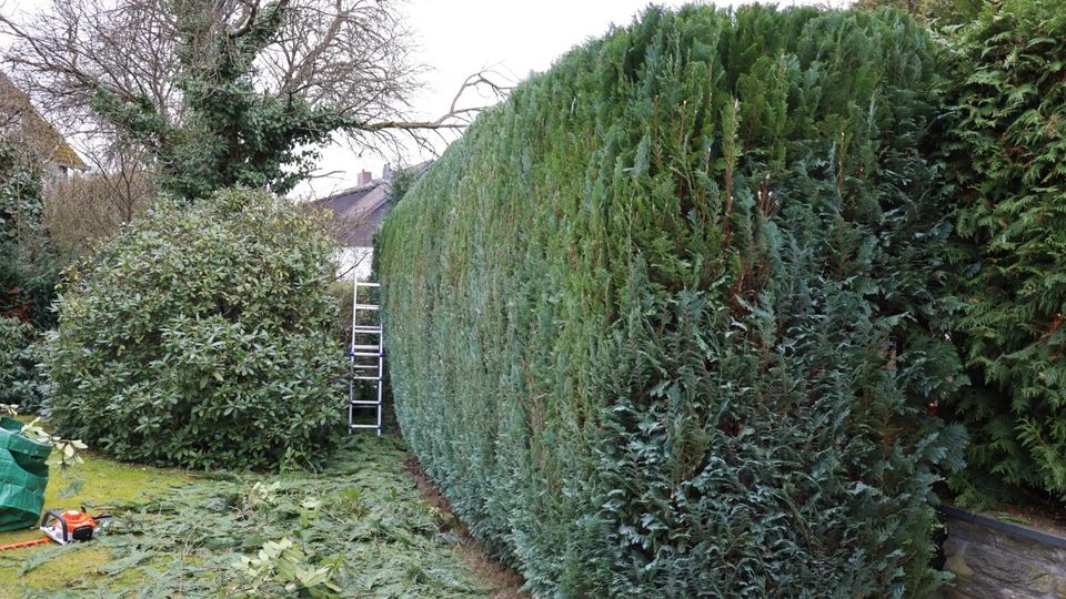 Gartenpflege/Gartenarbeit-(Dailygartenpflege.de) in Mörfelden-Walldorf