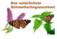 Das natürlichste Schmetterlingszuchtset - für Distelfalter Raupen Bayern - Bayreuth Vorschau