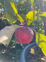 Apfelbaum, rotfleischige Sorte, vermutlich Marisa Nordrhein-Westfalen - Castrop-Rauxel Vorschau