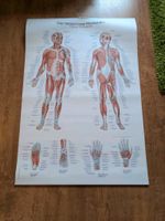 Poster Menschliche Muskulatur - human muscles Niedersachsen - Wiefelstede Vorschau