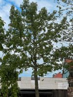 Amberbaum Baum gross Niedersachsen - Wedemark Vorschau