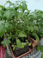 Tomaten Pflanzen Hessen - Gießen Vorschau