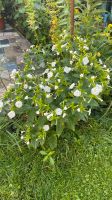 20 Wunderblumen Samen der Wunderblume weiß Thüringen - Gotha Vorschau