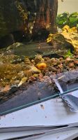 Cherax Jubby Destructor Flusskrebse (Australien) Innenstadt - Poll Vorschau