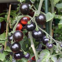 Bio-Tomaten „Indigo Rose“ Tomatenpflanze Mülheim - Köln Holweide Vorschau