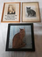 3 Bilder mit Katzen im Rahmen Sachsen-Anhalt - Wolmirstedt Vorschau