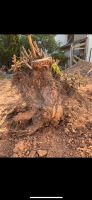 Baumwurzel zu verschenken Saarland - Lebach Vorschau