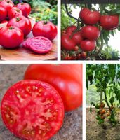Pflanzen Tomaten, Paprika süß/scharf Bio Anzucht Rheinland-Pfalz - Mayen Vorschau