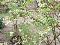 Heidelbeere Blaubeere bis 1,50m Vollertragssträucher 35,- / 45,-€ Niedersachsen - Kirchlinteln Vorschau