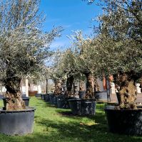 Olea europaea Bonsai Nordrhein-Westfalen - Delbrück Vorschau