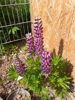 Lupine lila weiß Sachsen-Anhalt - Naumburg (Saale) Vorschau