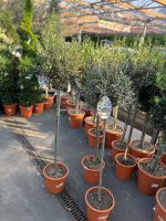 ✅NEU✅Olivenbaum Stamm Olive 80 - 180cm Olea Europaea Baum 5 Hessen - Bad Soden am Taunus Vorschau