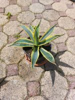 Agave gelb-grün Sachsen - Oelsnitz / Vogtland Vorschau