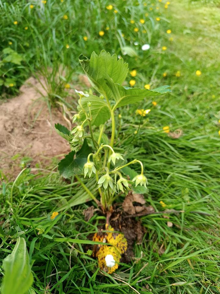 Erdeerpflanzen es gibt sie immernoch in Gründau