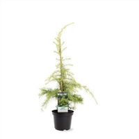 NEU: Cedrus deodara 'Aurea' - Goldene Himalaya-Zeder 80-110cm Nordrhein-Westfalen - Nordkirchen Vorschau