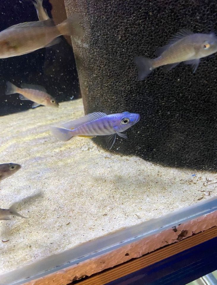 Sciaenochromis Fryerie Malawi Buntbarsche Malawis in Wörnitz