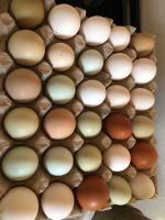 Eier Spieseeier Hühnereier Niedersachsen - Wietzendorf Vorschau