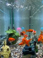 Aquarium mit Goldfisch Stuttgart - Stuttgart-West Vorschau