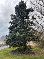 Baumfällung Brennholz Steiger Rheinland-Pfalz - Laufeld Vorschau