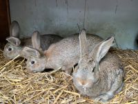 Kaninchen Stallhase Stallkaninchen geimpft Sachsen-Anhalt - Salzatal Vorschau