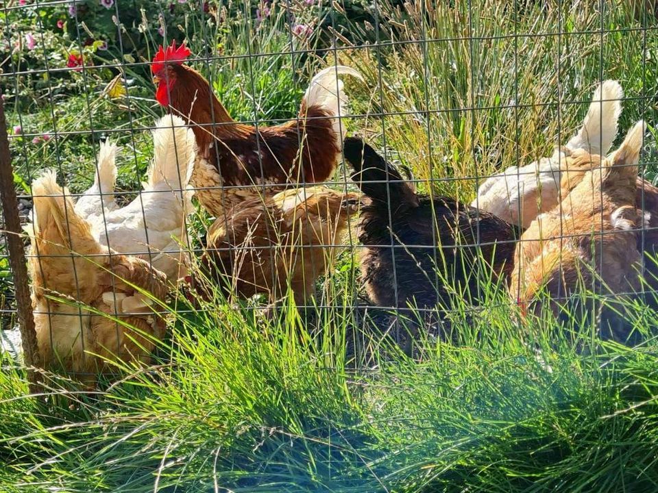 Ferienwohnung Bauernhof Südtirol Vinschgau Ferien Kinder U in Rheda-Wiedenbrück