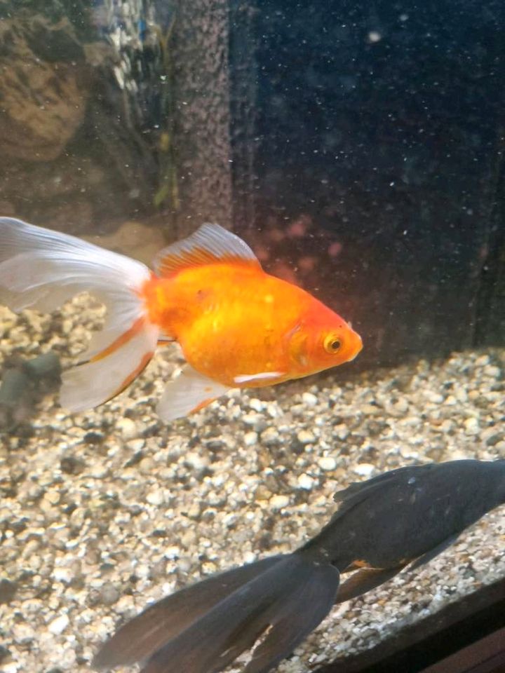 Oranda Goldfish - Schleierschwanz in Schongau