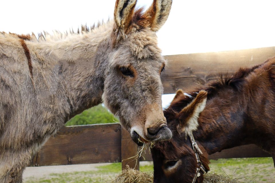 ⭐Urlaub auf dem Bauernhof/Ostsee/Appartment/Sauna+Whirlwanne/Ferienhof/Tiere/Reiten/Alpaka/Pferde in Lensahn